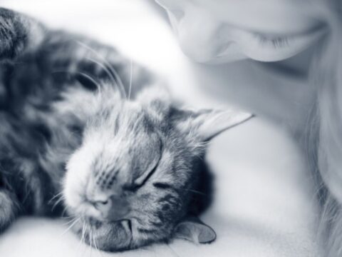 ‘Kattenliefhebbers houden ook van bondage’