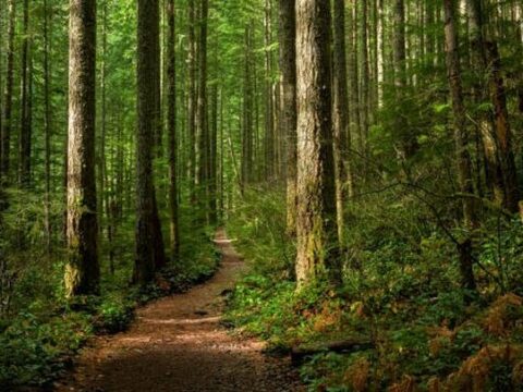 Vastgebonden Duitser uit bos gered na uit de hand gelopen seksspel