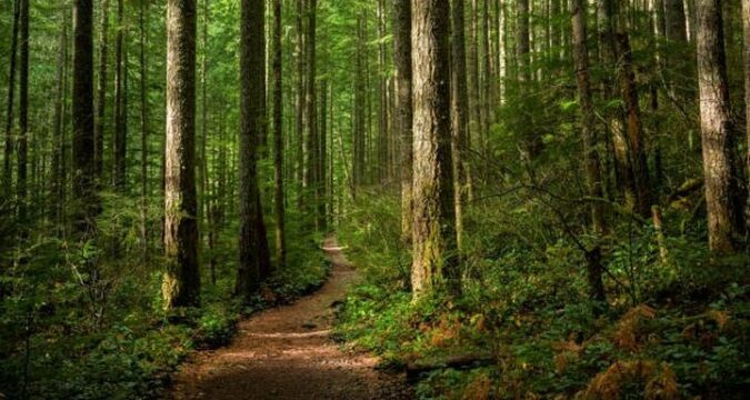 Vastgebonden Duitser uit bos gered na uit de hand gelopen seksspel